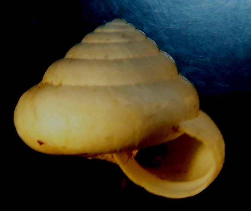Trochoidea (Trochoidea) pyramydata  (Draparnaud, 1805)